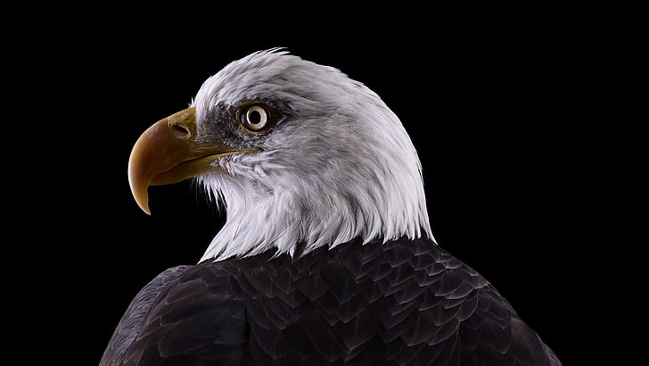 fotografia, animais, pássaros, fundo simples, águia, natureza, águia americana, HD papel de parede