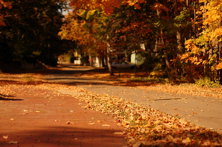 乾燥した葉、秋、葉、マクロ、木、自然、都市、背景、木、ワイドスクリーン、壁紙、通り、ぼかし、黄色、トラック、落ち葉、フルスクリーン、HD壁紙、フルスクリーン、 HDデスクトップの壁紙