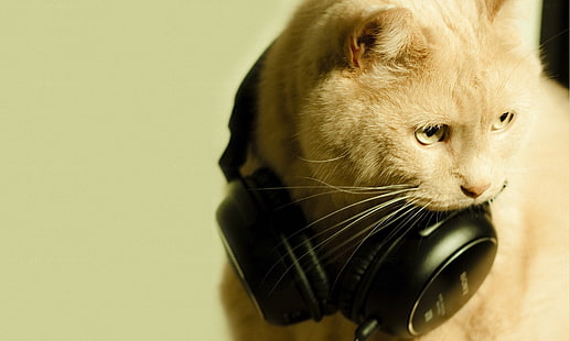 музика котки слушалки 2000x1200 животни котки HD изкуство, музика, котки, HD тапет HD wallpaper