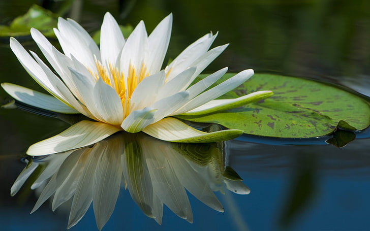 Hermosa flor de loto HD fondos de pantalla descarga gratuita |  Wallpaperbetter