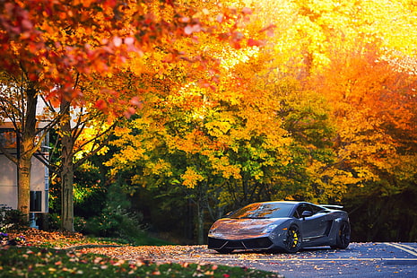 Lamborghini, Gallardo, lamborghini gallardo superleggera, Lamborghini Gallardo Superleggera LP570, outono, carro, HD papel de parede HD wallpaper