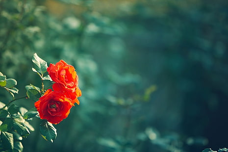 rote Rosen, Blätter, Blumen, rot, grün, Hintergrund, Widescreen, Wallpaper, Unschärfe, Blatt, Vollbild, HD Wallpaper, Vollbild, HD-Hintergrundbild HD wallpaper