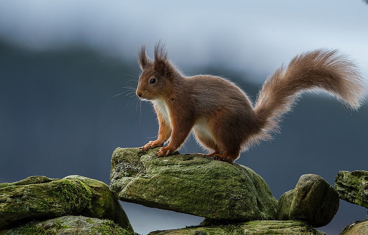 brown and white squirrel, squirrel, red, rocks, HD wallpaper