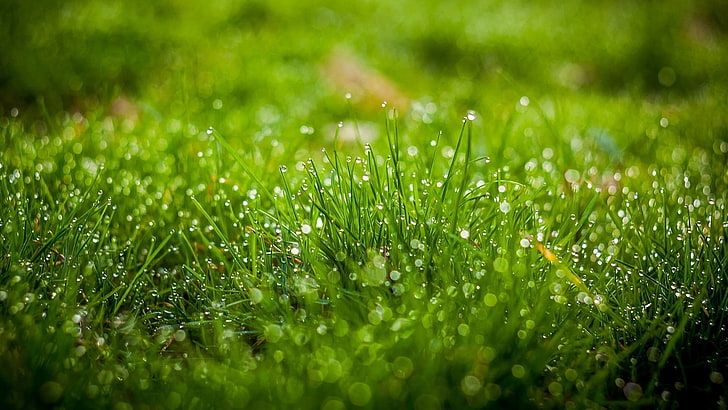 green grass, green grass with morning dew, nature, green, water drops, leaves, grass, field, depth of field, bokeh, HD wallpaper
