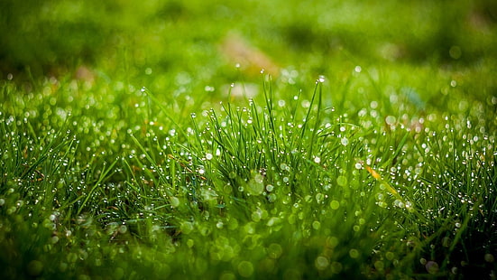 grönt gräs, grönt gräs med morgondagg, natur, grönt, vattendroppar, löv, gräs, fält, skärpedjup, bokeh, HD tapet HD wallpaper