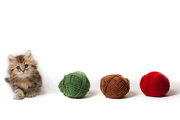 three assorted-color yarns, cat, tangle, kitty, white background, balls, Daisy, Ben Torode, yarn, HD wallpaper