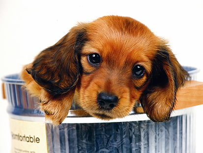 altın dachshund yavrusu, köpekler, köpek, hayvan, evcil hayvan, köpek yavrusu, HD masaüstü duvar kağıdı HD wallpaper