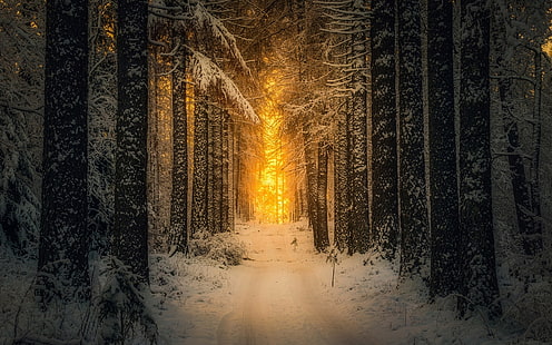 black trees, landscape, nature, snow, forest, sunlight, winter, path, trees, Finland, morning, HD wallpaper HD wallpaper