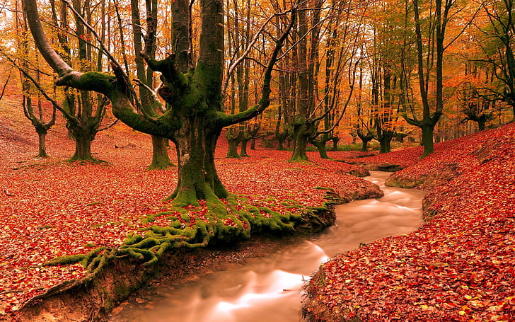 Red leaves ground, creek, forest, trees, autumn landscape, maple trees, Red, Leaves, Ground, Creek, Forest, Trees, Autumn, Landscape, HD wallpaper