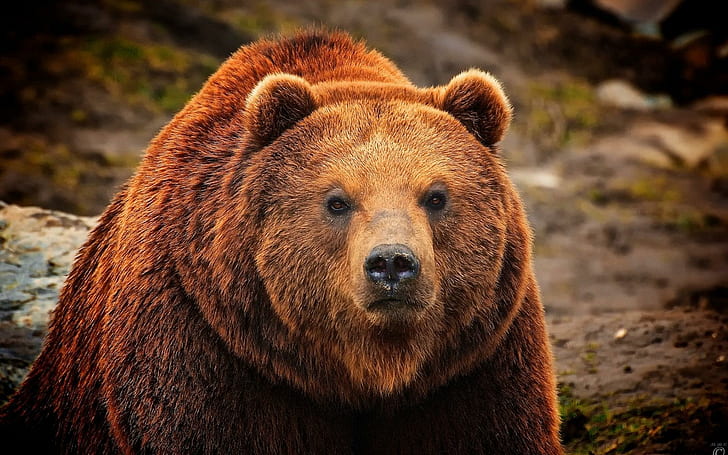 Медведь Браун, медведь, коричневый, HD обои