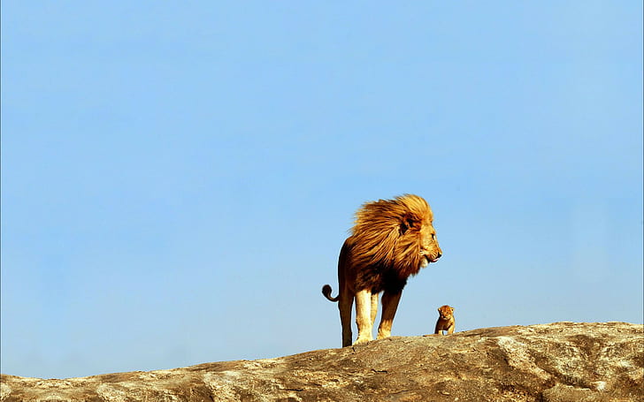 Большой и маленький лев, коричневый и желтый лев, hd фоны, с, Amazing Animals, лучший, Большой и маленький лев, HD обои