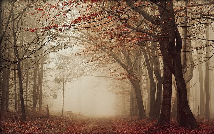 природа, пейзаж, дорога, листья, туман, осень, деревья, тропинка, лес, утро, красный, HD обои