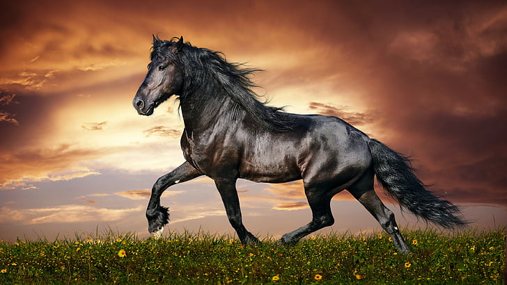 horse, 5k, 4k wallpaper, hooves, mane, galloping, black, sunset, green grass, sky, clouds, HD wallpaper