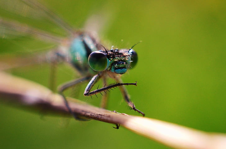 selective photography of blue skimmer, damselfly, damselfly, Damselfly, selective, blue skimmer, Mr, Woods, Photography, Shire Brook, Valley, Thomas Wood, nature, wildlife, UK, insect, animal, close-up, macro, dragonfly, animal Wing, fly, HD wallpaper