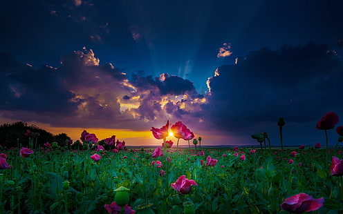 campo de flores de pétalos de rosa, naturaleza, paisaje, rayos de sol, puesta de sol, primavera, flores, nubes, verde, magenta, campo, amarillo, Fondo de pantalla HD HD wallpaper