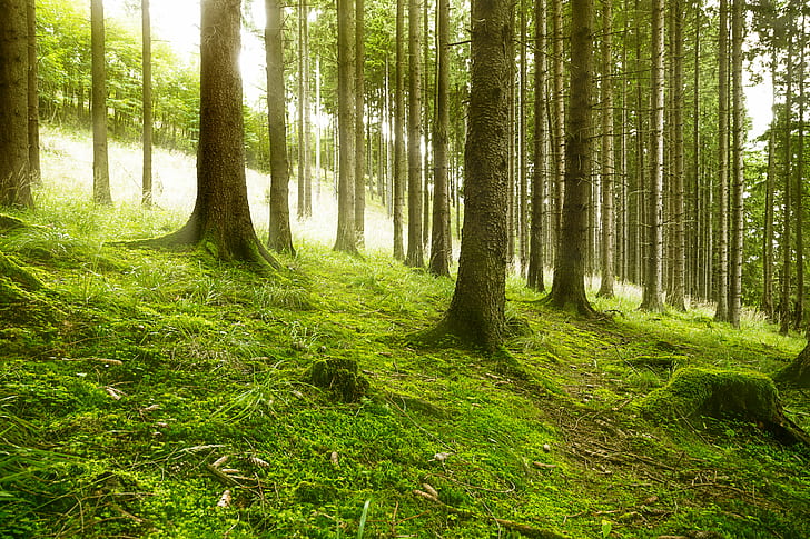لقطة فوتوغرافية لأشجار خضراء ، صورة ، لقطة ، خضراء ، أشجار ، 6D ، Canon ، ألمانيا ، Harz ، Wald ، NAtur ، طبيعة ، Wälder ، Sonne ، cc ، غابة ، شجرة ، غابة ، في الهواء الطلق ، لون أخضر ، منظر طبيعي ، صيف ، ضوء الشمس المشاهد البيئة، خلفية HD