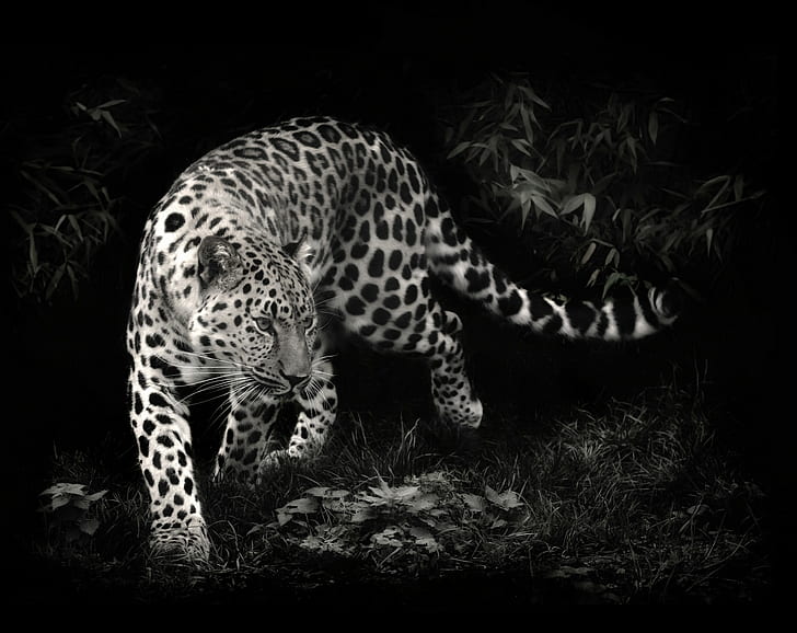 foto manipulación, leopardo, animales, leopardo (animal), Fondo de pantalla HD