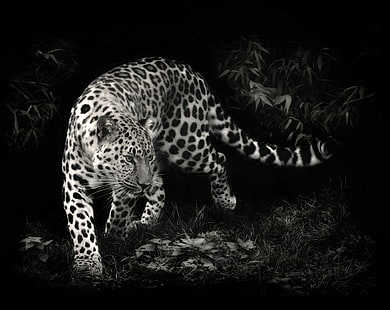 photo manipulation, leopard, animals, leopard (animal), HD wallpaper HD wallpaper