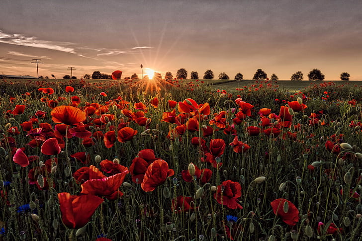 Flowers, Poppy, Field, Flower, Red Flower, Summer, Sunset, HD wallpaper