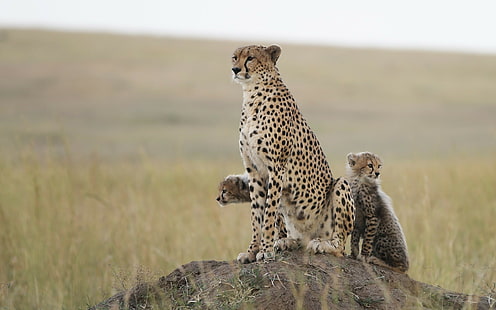 koty, zwierzęta, gepardy, przyroda, dzikie zwierzęta, małe zwierzątka, Tapety HD HD wallpaper