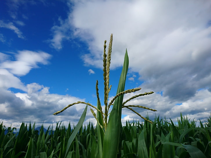 corn, field, sky, clouds, plants, nature, HD wallpaper