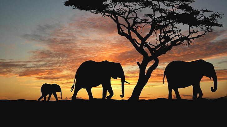 Elephants in the sunset, family of elephant pictures, Elephants, Sunset, HD wallpaper