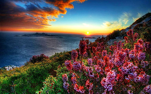 Coastal Flowers At Sunset Hd Wallpaper 604545, HD wallpaper HD wallpaper
