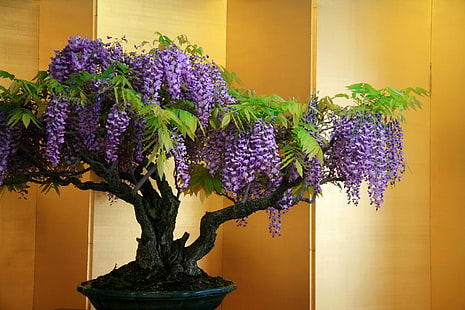 Flores, Glicínias, Bonsai, Flor, Flor Roxa, Árvore, HD papel de parede HD wallpaper