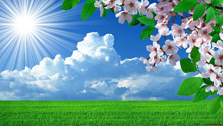 пролет, цветя, слънчев лъч, поле, облаци, клон, HD тапет