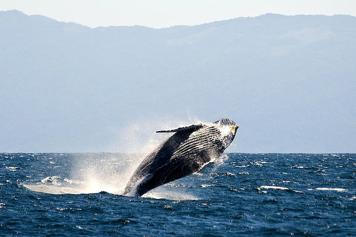 balena, animali, Sfondo HD