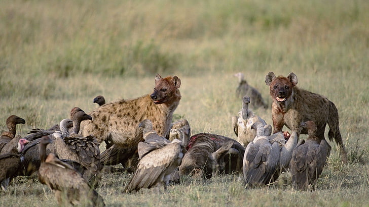 brown hyenas, vultures, hyenas, carrion, food, field, HD wallpaper