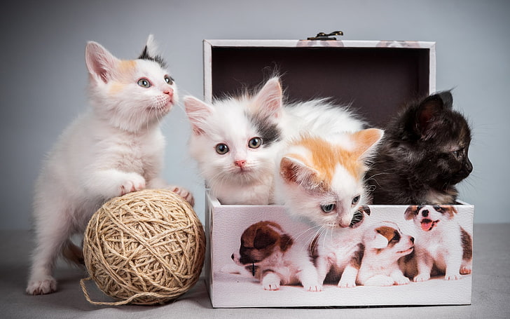 vier farbige Kätzchen, Kätzchen, Kisten, Katze, HD-Hintergrundbild