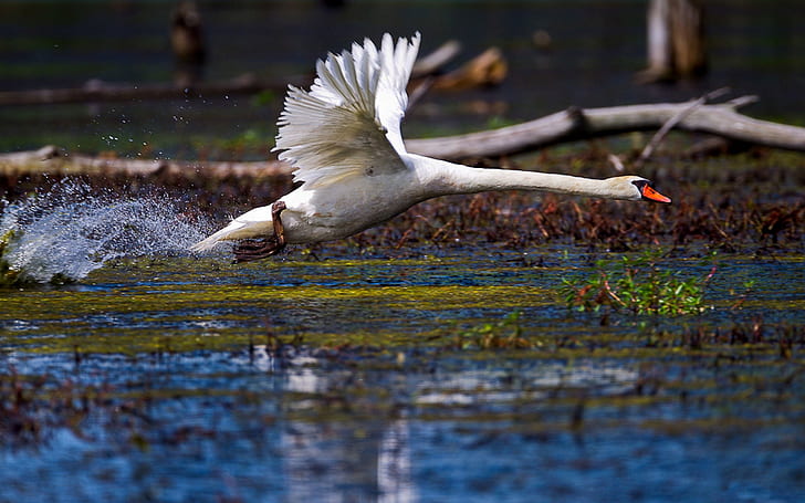 WATER, WHITE, WINGS, DROPS, The RISE, SQUIRT, BIRD, POND, FEATHERS, LAKE, SWAN, NECK, ACCELERATION, HD wallpaper