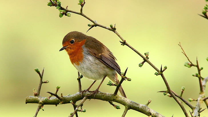Robin On A Branch., twig, branch, bird, perch, animal, robin, animals, HD wallpaper