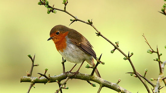 Robin On A Branch., Ranting, cabang, burung, hinggap, hewan, robin, hewan, Wallpaper HD HD wallpaper