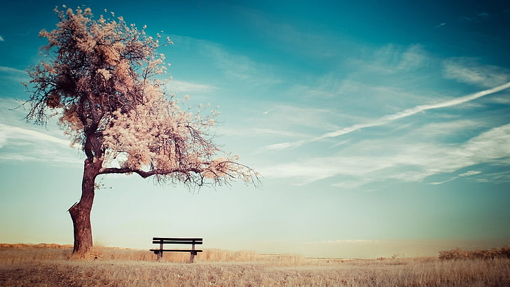 brown wooden bench chair, brown wooden pallet bench placed near cherry blossom tree, trees, bench, desert, nature, alone, sky, ground, landscape, clouds, HD wallpaper