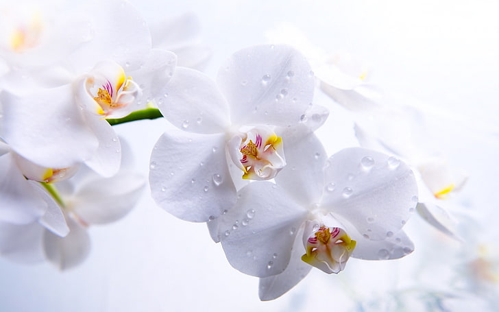 white orchids, orchids, flowers, buds, white, petals, macro, HD wallpaper