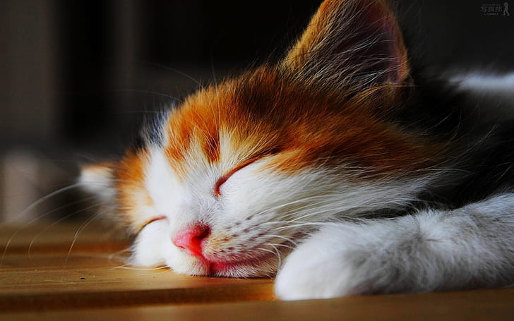 Otroligt söt sömnig kattunge, kattunge, söt, HD tapet