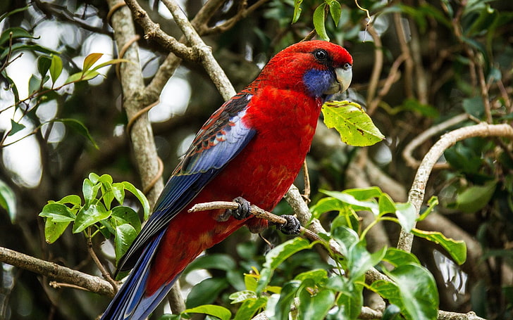 röd och blå fågel, papegoja, fågel, gren, vacker, HD tapet