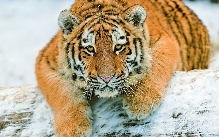 Splendid tiger, tiger animal, animals, 2560x1600, tiger, HD wallpaper