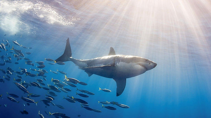 poisson, eau, requin, rayon de soleil, marin, grand requin blanc, faune, rayons, sous l'eau, lumière du soleil, faune, Fond d'écran HD