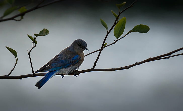 Pájaro azul pequeño pico posado en la rama de un árbol, Northern Blue, Blue Bird, pico, árbol, ramita, California, D4, Los Gatos, Nikon, Al aire libre, Sialia mexicana, Verano, Parque Vasona, Bluebird occidental, Fauna, pájaro, naturaleza, animal, rama, encaramado, Fondo de pantalla HD