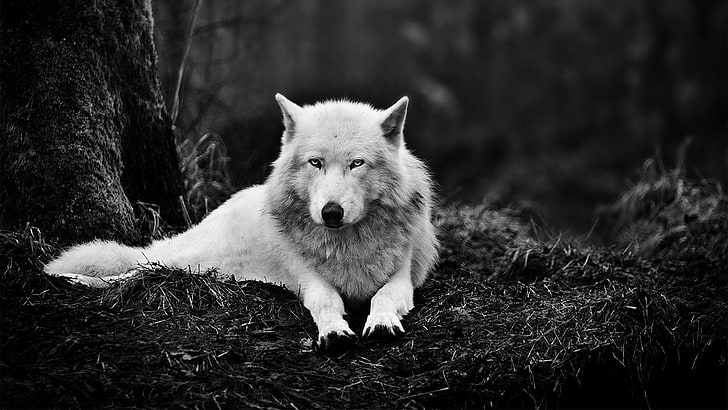 オオカミのオオカミのグレースケール写真、 HDデスクトップの壁紙