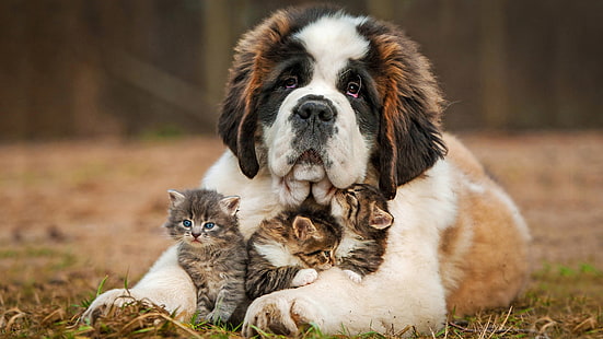 brązowe, czarne i białe kocięta Bernardyn i czarny pręgowany, zwierzęta, szczęśliwy, pies, kot, kocięta, Tapety HD HD wallpaper