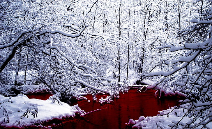 Кървава зима, голи дървета, сезони, зима, хладно, бяло, кърваво, сняг, червено, HD тапет