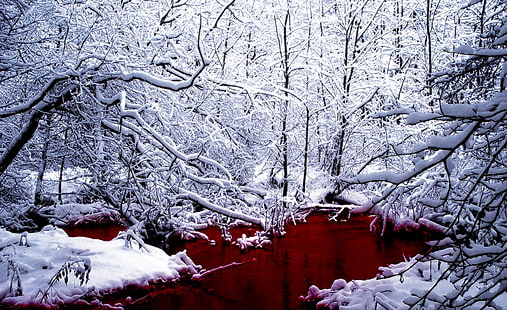 Inverno sanguinante, alberi spogli, stagioni, inverno, fresco, bianco, sanguinante, neve, rosso, Sfondo HD HD wallpaper
