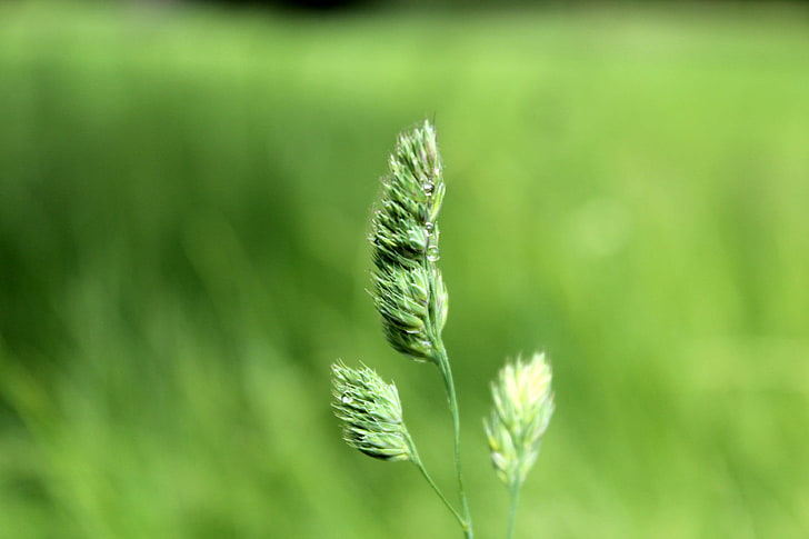 العشب ، النبات ، رؤوس البذور ، صور ملكية، خلفية HD