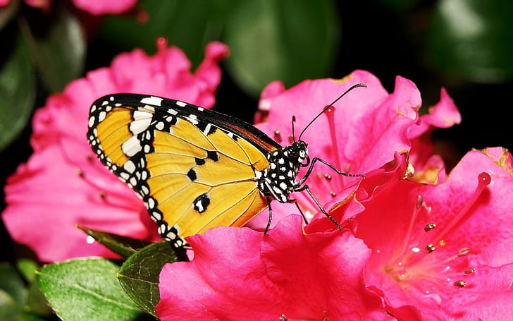 Lacewing, yellow, black and white butterfly, yellow, black, flower, butterfly, lacewing, pink, animals, HD wallpaper