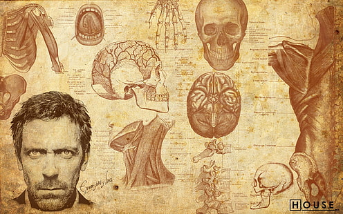俳優、頭蓋骨、骨、医学、ヒューローリー、脳、人々、背骨、男性、グレゴリーハウス、筋肉、顔、アートワーク、 HDデスクトップの壁紙 HD wallpaper