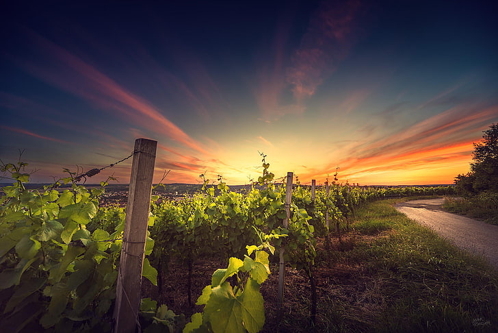 landscape, sunset, nature, vineyard, HD wallpaper